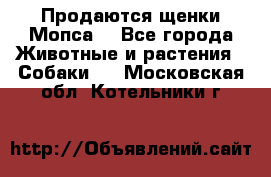 Продаются щенки Мопса. - Все города Животные и растения » Собаки   . Московская обл.,Котельники г.